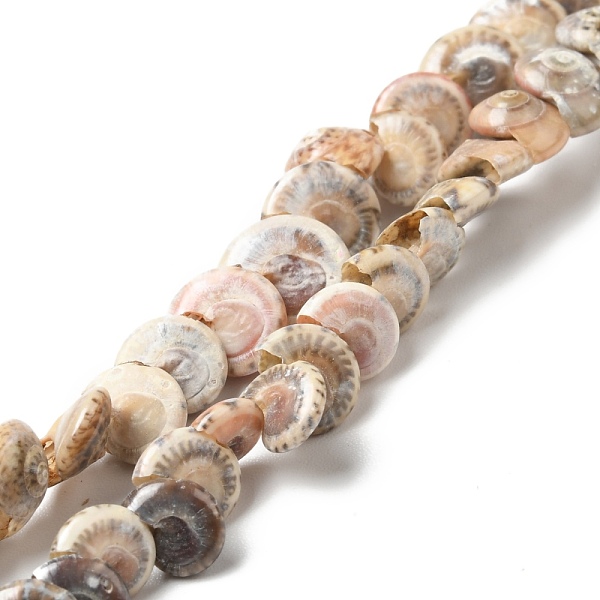 Natural Spiral Shel… - image