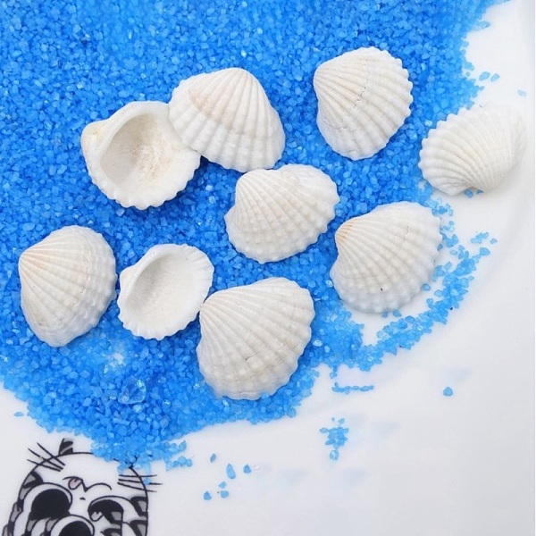 

PandaHall Natural Shell Beads, White, 15~25mm Other Sea Shell Shell Shape White