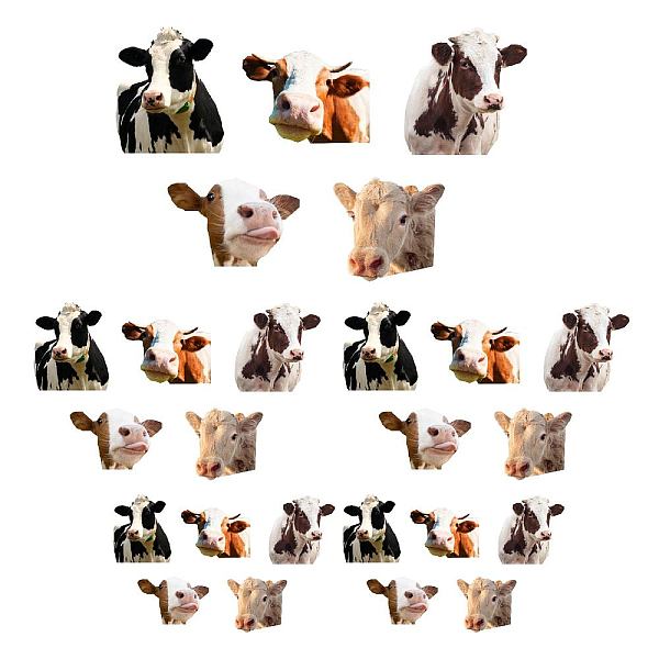 PandaHall SUPERDANT 25pcs Funny Cow Decals Cow Window Stickers Peel and Stick Vinyl Wall Decal Cute Animal Wall Decals for Windows Car...
