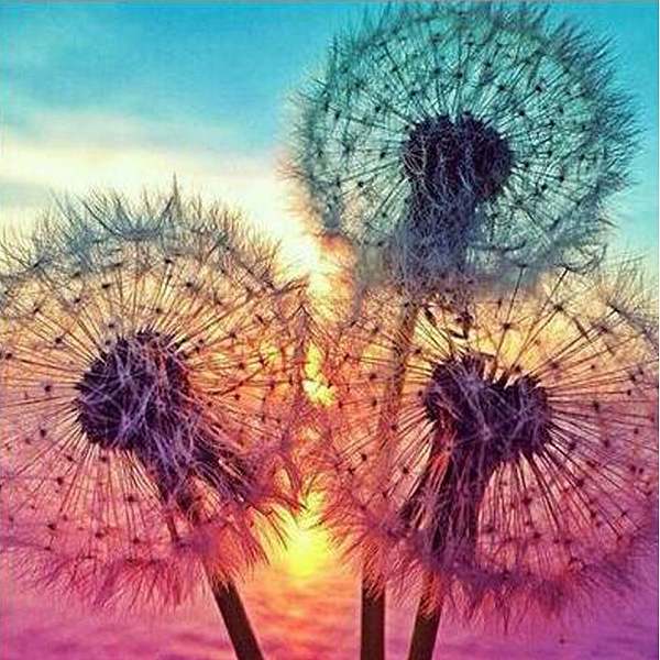 

PandaHall DIY 5D Dandelion Pattern Canvas Diamond Painting Kits, with Resin Rhinestones, Sticky Pen, Tray Plate, Glue Clay, for Home Wall..., Multicolor