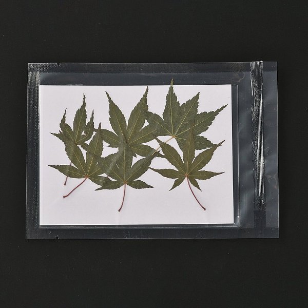 

PandaHall Maple Leaf Embossing Dried Flower, for Cellphone, Photo Frame, Scrapbooking DIY Handmade Craft, Olive Drab, 55~82x35~57mm...