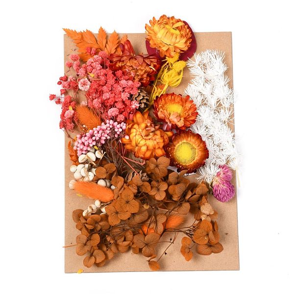 

PandaHall Dried Flower, for Bridal Shower, Wedding, Preserved Fresh Flower, Chocolate, 210x148x14~24.5mm Dried Flower Brown