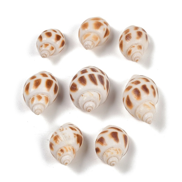 Natural Spiral Shel… - image