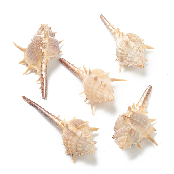 

PandaHall Natural Conch Shell Display Decorations, Lotus, PeachPuff, 64~81x33~40x27~30mm Shell Shell Shape Brown